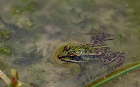 Front View of a Green Water Frog Peeking Out of a Murky Pond Stock Photos