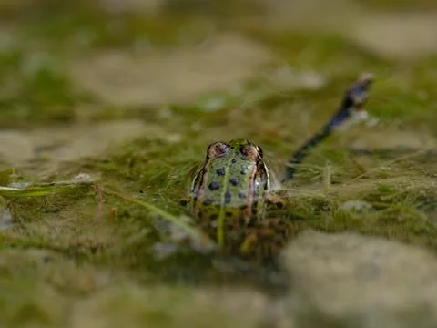 Front View of a Green Water Frog Peeking Out of a Murky Pond Stock Photos