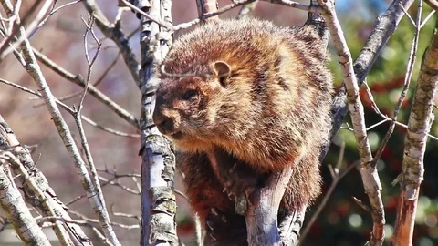 Front view of a groundhog that climbed up a tree to escape a dog. Vídeos de archivo 75660445