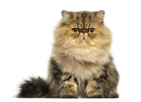 Front view of a grumpy Persian cat facing, looking at the camera, isolated on wh Stock Photos