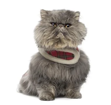 Front view of a grumpy Persian cat wearing a tartan harness, sitting, isolated o Stock Photos