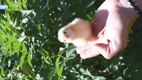 Front view hand holding white cute chick. Newborn chick portrait. Vertical 4k fo Stock Footage 243209001