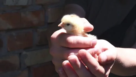 Front view hand holding white cute chick. Newborn chick portrait. Horizontal 4k Stock Footage 243821483