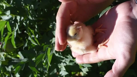 Front view hand holding white cute chick. Newborn chick portrait. Vertical 4k fo Stock Footage 243821953