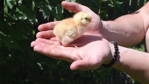 Front view hand holding white cute chick. Newborn chick portrait. Horizontal 4k Stock Footage 250613304