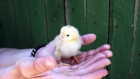 Front view hands holding  yellow cute chick. Newborn chick portrait and fingers Stock Footage 244392712