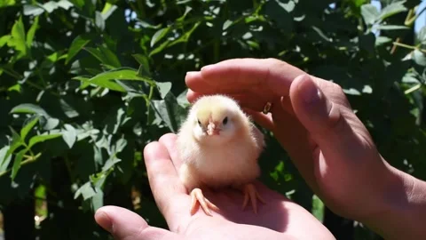Front view hands holding  yellow cute chick. Newborn chick portrait and fingers Stock Footage 244392745