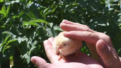 Front view hands holding  yellow cute chick. Newborn chick portrait and fingers Stock Footage 245494479