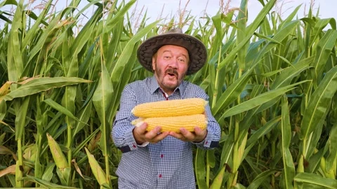 Front view of a happy elderly worker looking at camera in a cornfield, hold Stock Footage 269967980