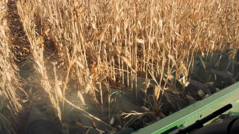 Front view of harvester cutting corn stalks during harvest 스톡 동영상 202615685