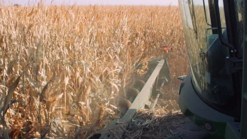 Front view of harvester tractor as it cuts down corn stalks during fall harvest 스톡 동영상 204099724