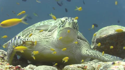 Front view of hawksbill turtle on top reef midst plenty of fish, glassfish Stock Footage 166424333