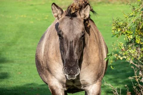 Front view of head and part of the body of a Polish Konik horse Stock Photos