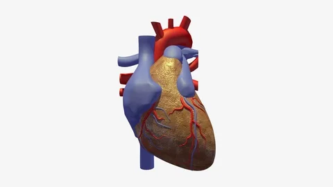 FRONT VIEW OF HEART BEATING ANIMATION Stock-Footage 73829556