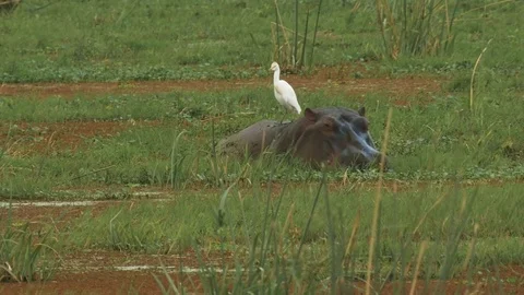 Front view of a hippo feeding in a marsh at amboseli Stock Footage 72695790