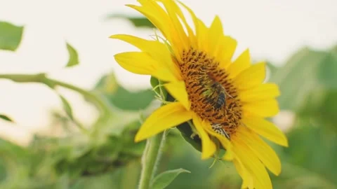 Front view Honey bee covered with pollen collecting nectar yellow sunflower b Vídeos de archivo 162324444