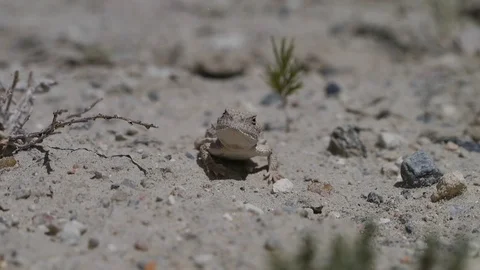 Front View of Horned Toad Lizard Stock Footage 112106016