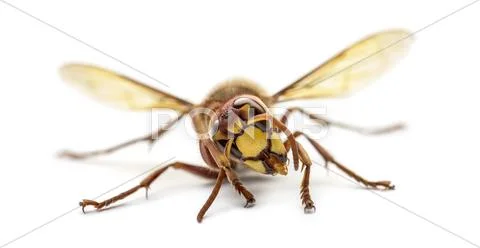 Front view of an Hornet, isolated on white Stock Photos