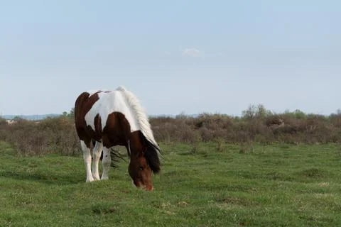 Front view of horse while graze grass in pasture Stock Photos
