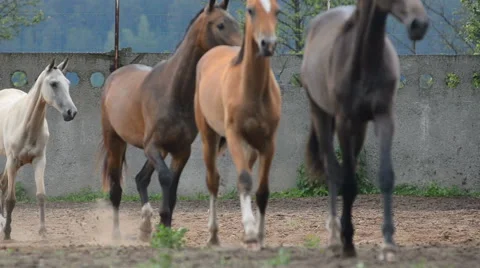 Front view of horses Stock Footage 64629911