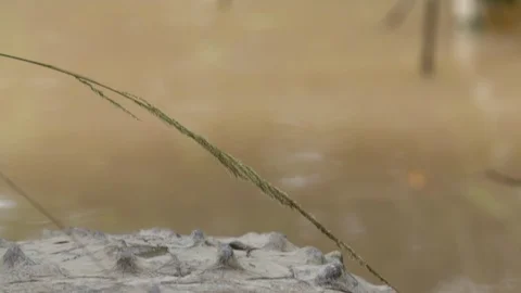 Front View | Huge Orinoco Crocodile, Colombia Park Video stock 110958261