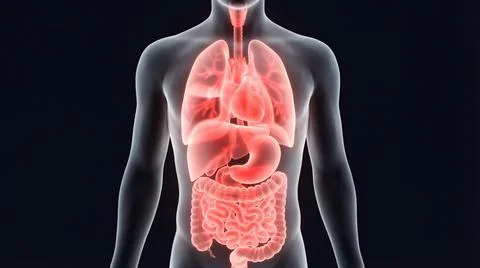 Front view of human anatomy highlighting respiratory and digestive systems .. Stock Illustration