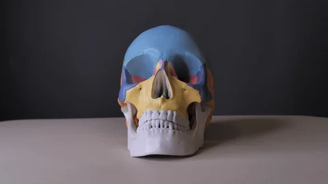 Front view of the human Skeleton System Skull Anatomy. Gray background, shedows. Video stock 122513080