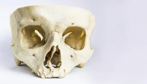 Front view of human skull bone without the vault of the skull and mandible in Stock-Fotos
