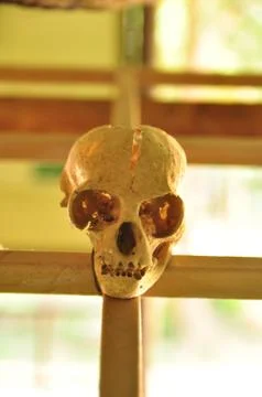 Front view of human skull Foto stock