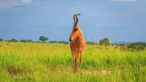 Front view of Jackson's hartebeest looking sideways in lush green savannah 스톡 사진