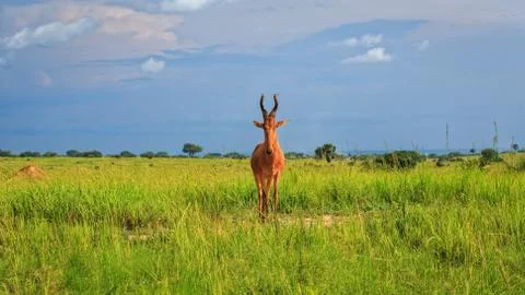 Front view of Jackson's hartebeest standing in lush green savannah grassland 스톡 사진