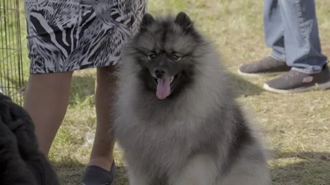Front view of keeshond dog Stock Footage 263921520