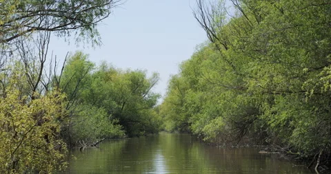 Front view landscape seen from boat on Danube delta channel Stock Footage 318186322