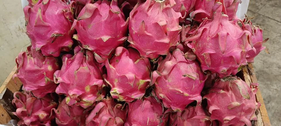 Front view of large and fresh dragon fruit Stock Photos