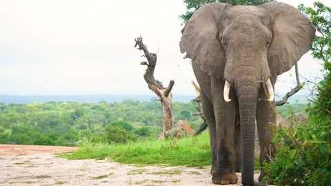 Front view of Large Elephant Standing on Dirt Road Stock Footage 269304211