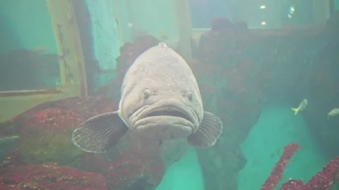 ⁠Front view of a large grouper fish looking at the camera with funny grumpy face Stock Footage 336440905