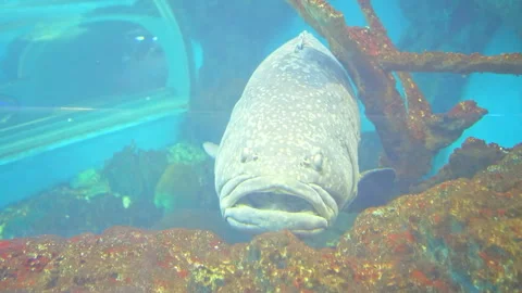 ⁠Front view of a large grouper fish looking at the camera with funny grumpy face Stock Footage 336440915