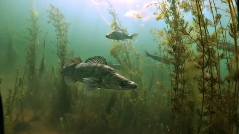 Front View of a Large Zander Stock Footage 337005398