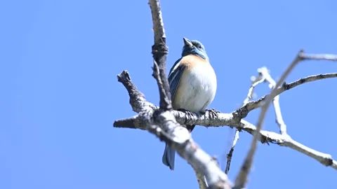 Front view of a Lazuli Bunting singing Stock Footage 154613598