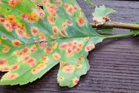 The front view of a leaf infected with juniper hawthorn disease Stock Photos