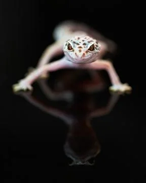 Front view of Leopard Gecko. Stock Photos