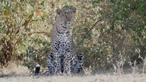 Front view of a leopard sitting in shade at masai mara- 4K 60p Video stock 107533104