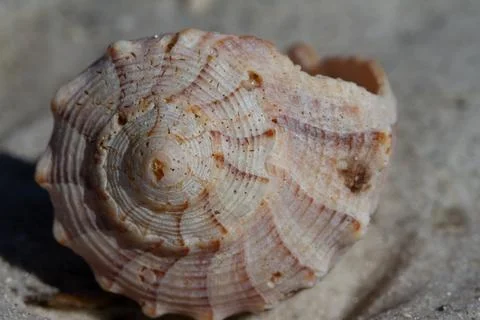 Front view of Lightning Whelk Shell, Sinistrofulgur perversum, found on a beach Foto stock