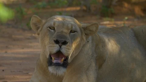 Front View Of A Lioness Resting 库存影片 347659102