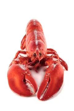 Front view of lobster Stock Photos