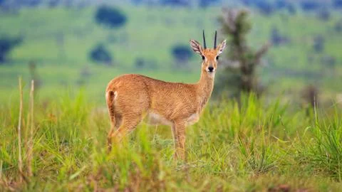 Front view. Look at Camera. Portrait of male Oribi, a small anteler in Savannah Stock-Fotos