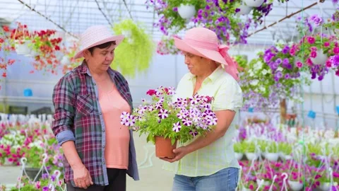 Front view looking at each other two elderly women in greenhouse talking Stock Footage 205197204