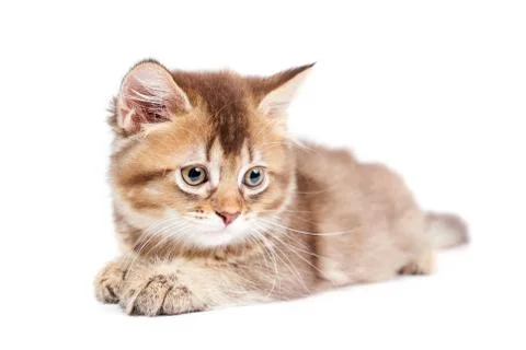 Front view of lying kitten isolated on white. Stock Photos