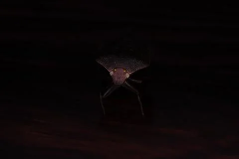Front view macro of a brown shield bug emerging from the dark Stock Photos