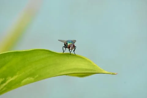 Front view macro of green bottle fly on leaf Stock Photos